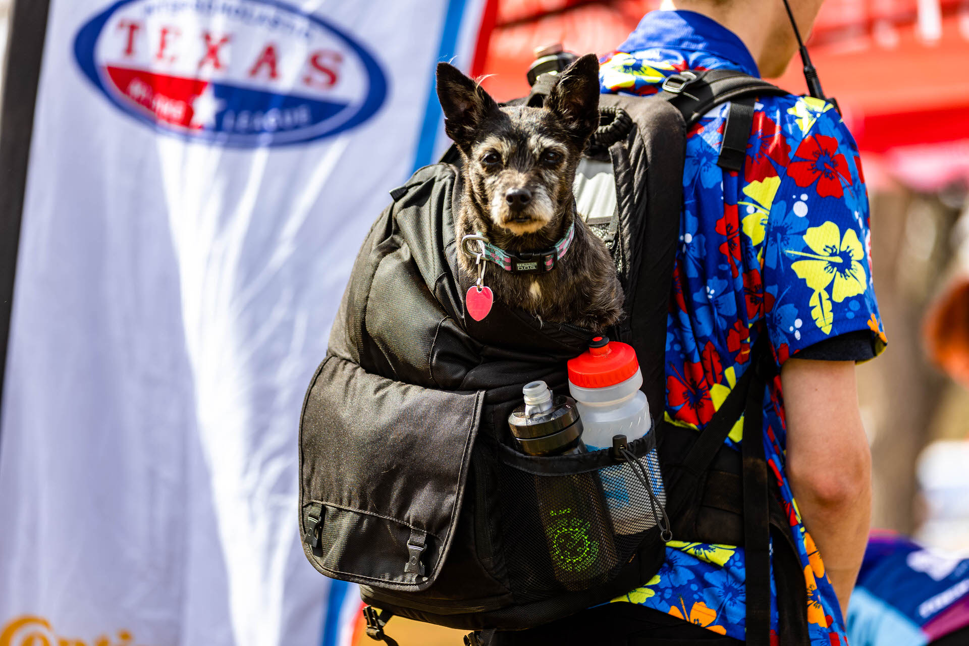 Dog in a backpack at a mountain bike race